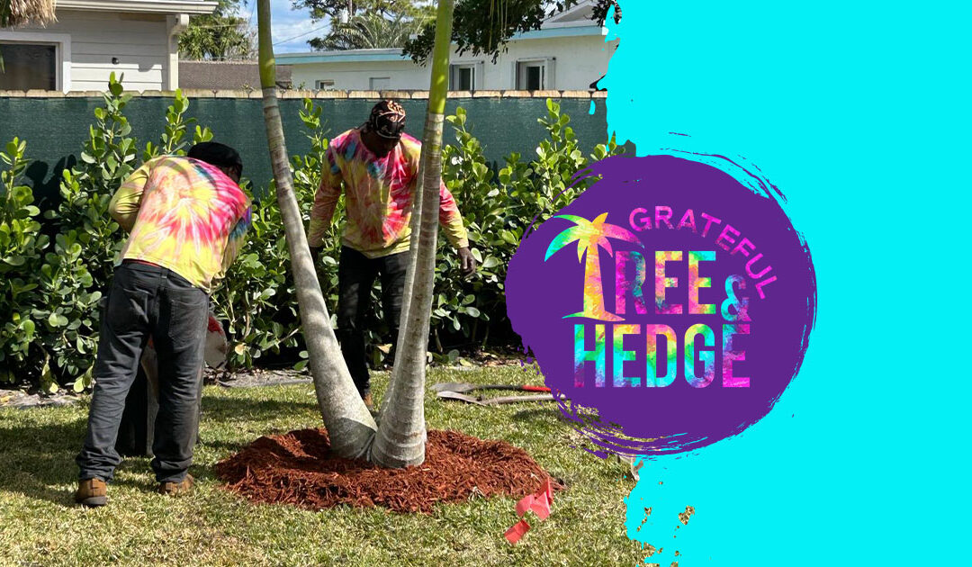 Elevate Your Outdoor Space with Grateful Tree & Hedge: Your Trusted Tree Care Specialists