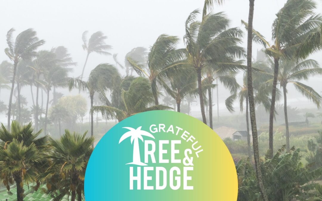Preparing Your Yard for Hurricane Season: Protecting Your Trees with Grateful Tree & Hedge